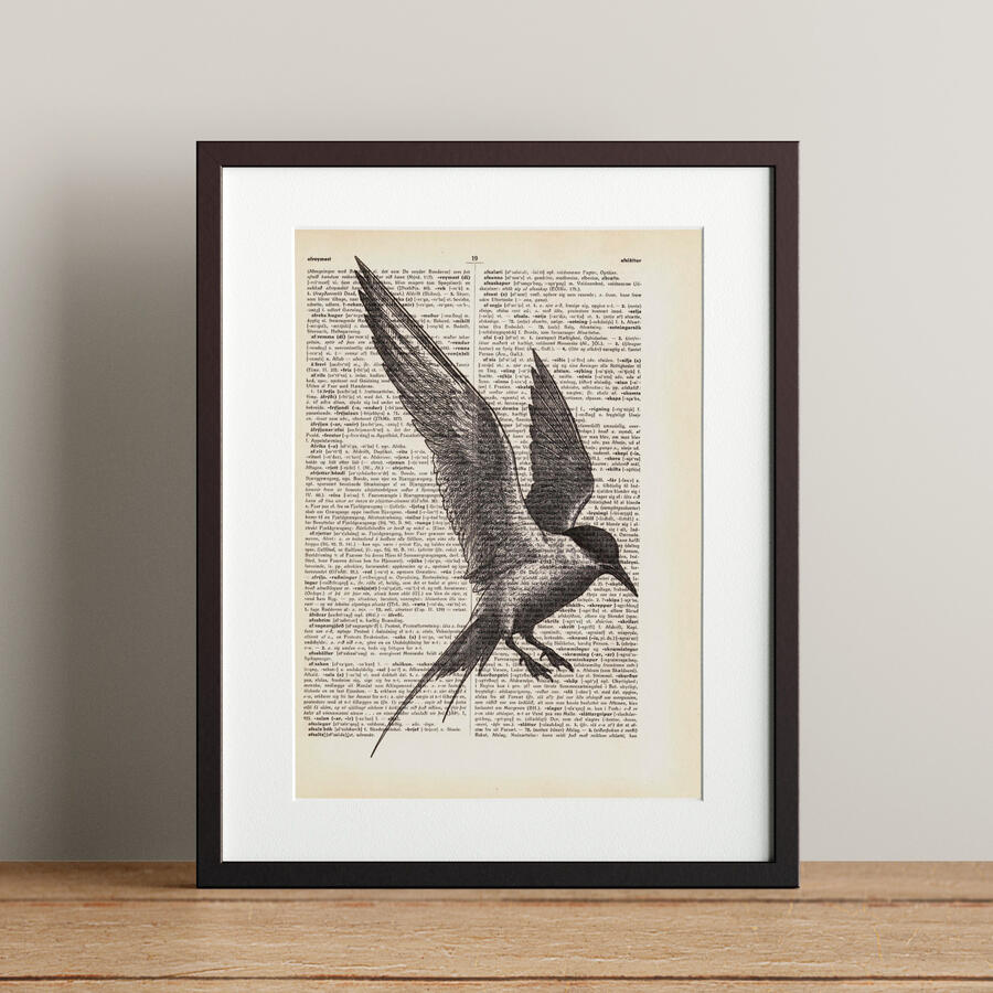 Arctic Tern - 21x28.3cm - 4.900 kr